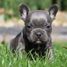 Blue Moon – Male French Bulldog