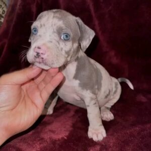 Male Pitbull