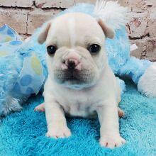 Grayson – Male French Bulldog